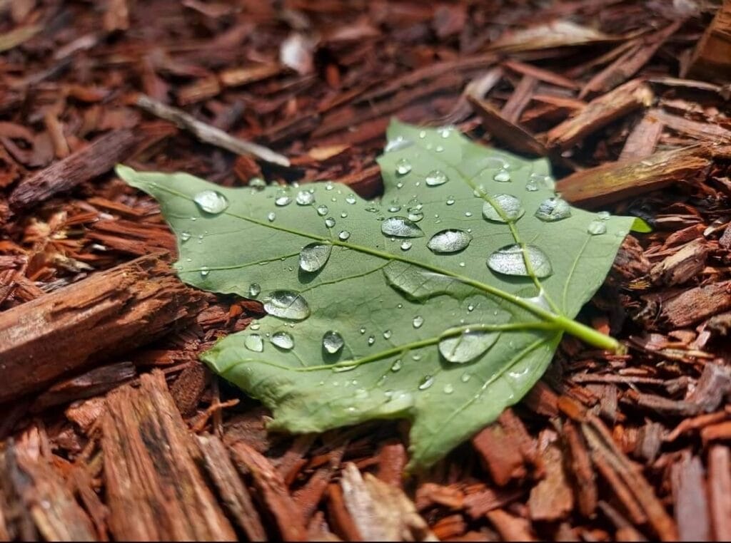 10th Grade_2nd Place_Cora M.