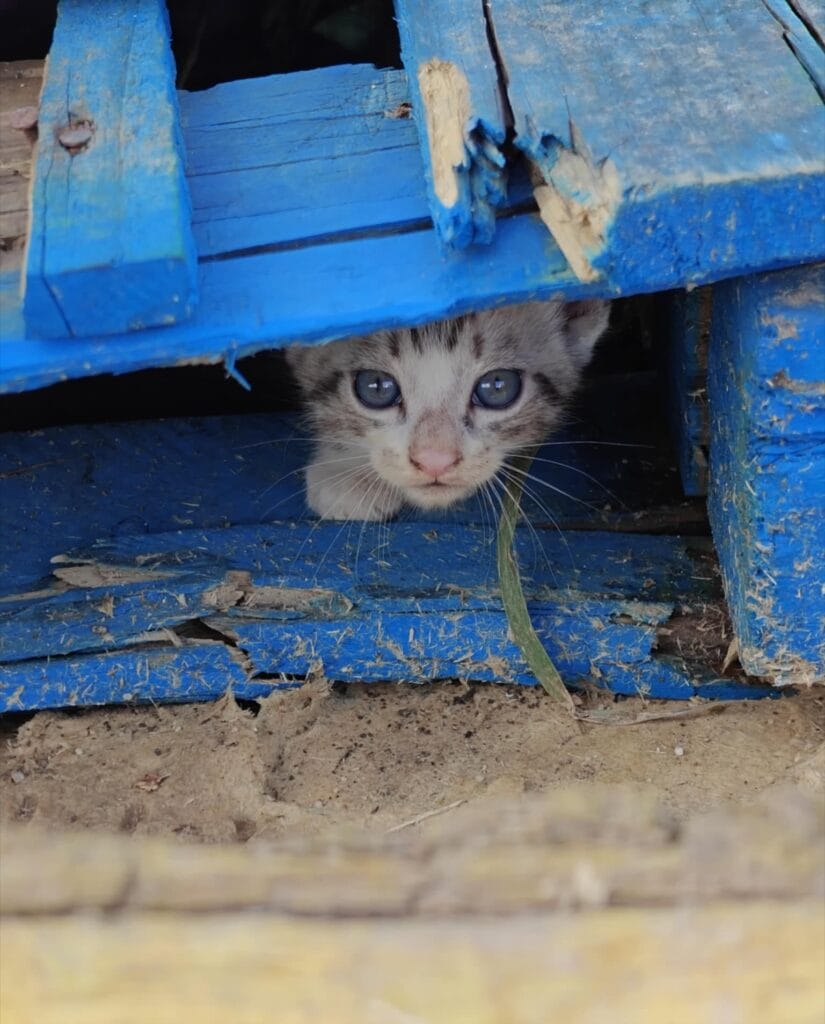 11th Grade_2nd Grade_Alexia G.