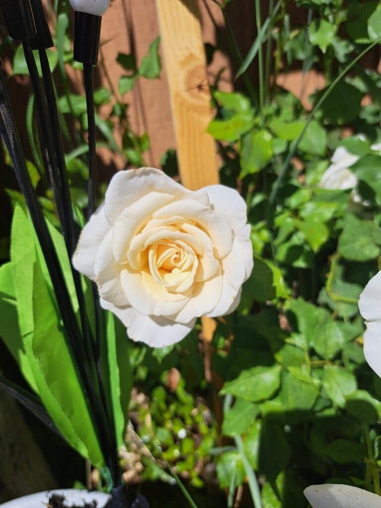 1st Grade_People's Choice_River J.