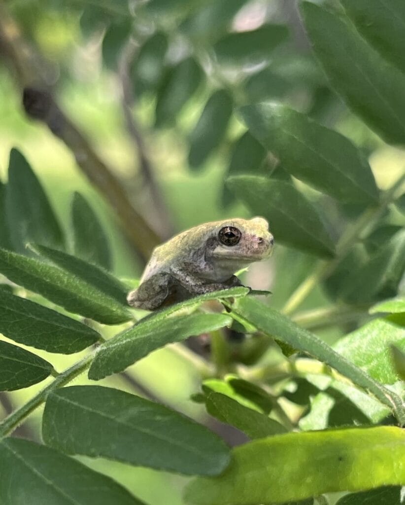 3rd Grade_2nd Place_Zophina Z.