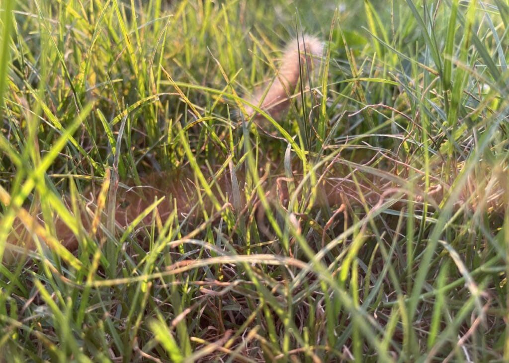 4th Grade_People's Choice_Azriel L.